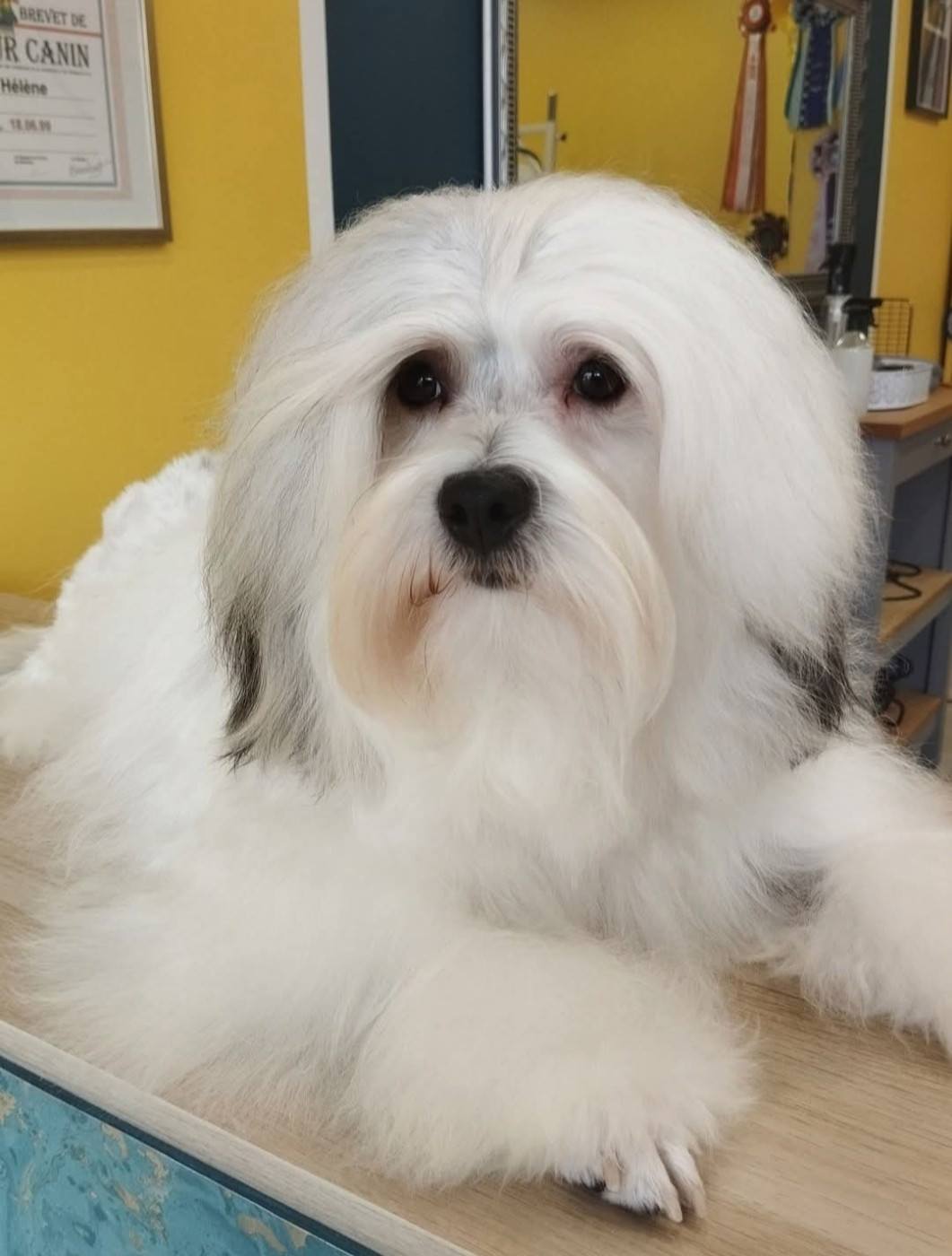 CH. Un effet idyllique des P'Tites Obsessions