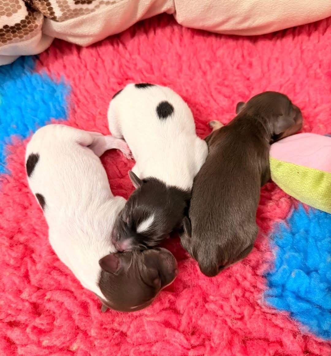 Effet à nouveau papa !