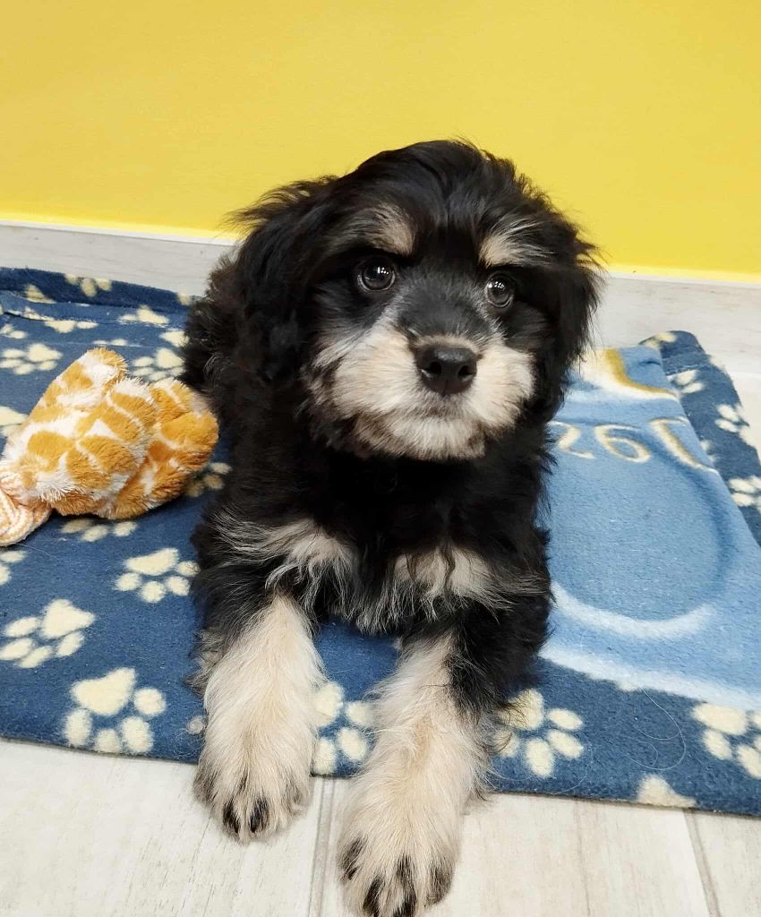 des P'Tites Obsessions - Chiots disponibles - Petit chien lion