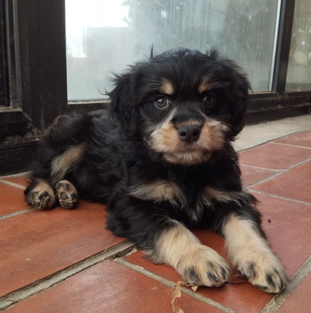 des P'Tites Obsessions - Chiots disponibles - Petit chien lion